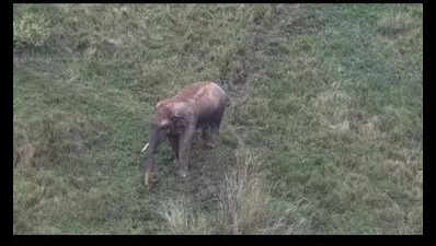 Bheema recovering after losing a tusk in clash with another tusker in Hassan