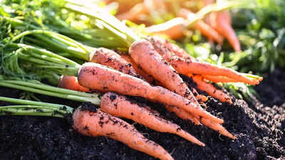 How to grow and harvest fresh and nutrient-rich carrots at home