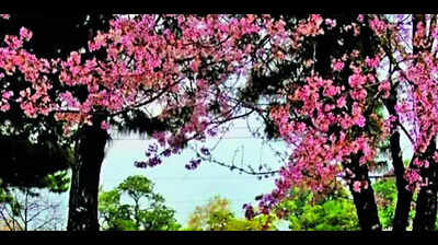  Shillong’s Cherry Blossom fest promises spectacular show of music & culture