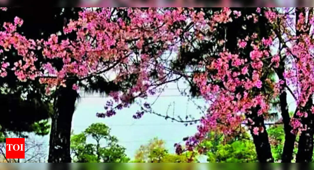 Bloom & beats: Shillong’s Cherry Blossom fest promises spectacular show of music & culture