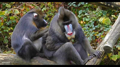 Hyd zoo to acquire pair of mandrills