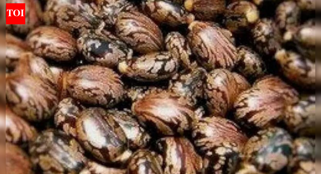 With no antidote, ricin is deadlier than you think — Gujarat ATS foils ...