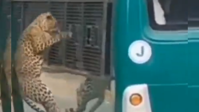 Leopard attack stuns Bengaluru safari visitors: Chennai woman bleeds as big cat strikes through bus window — watch