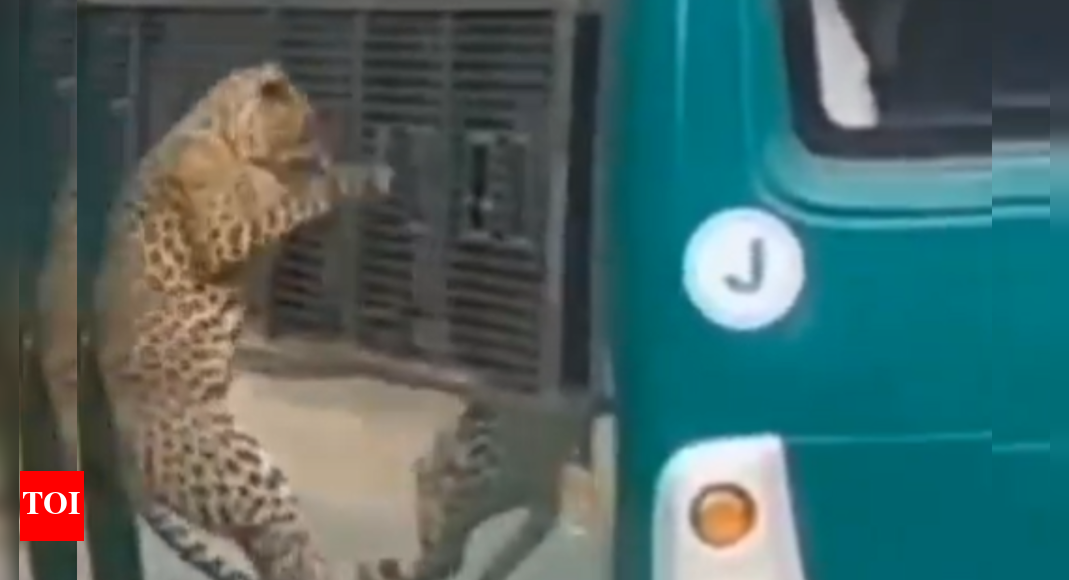 Leopard attack stuns Bengaluru safari visitors: Chennai woman bleeds as big cat strikes through bus window — watch
