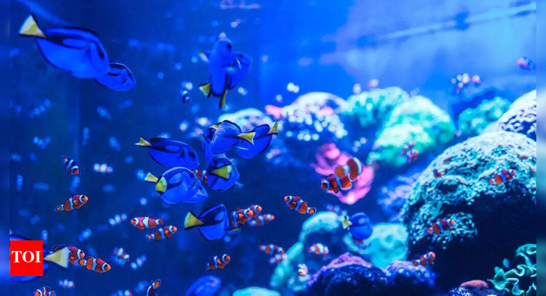 30,000 fossils uncovered in the Arctic show how oceans came back to life after the ‘Great Dying’