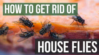 How to repel flies naturally from home: 6 smells they hate and ways to use them