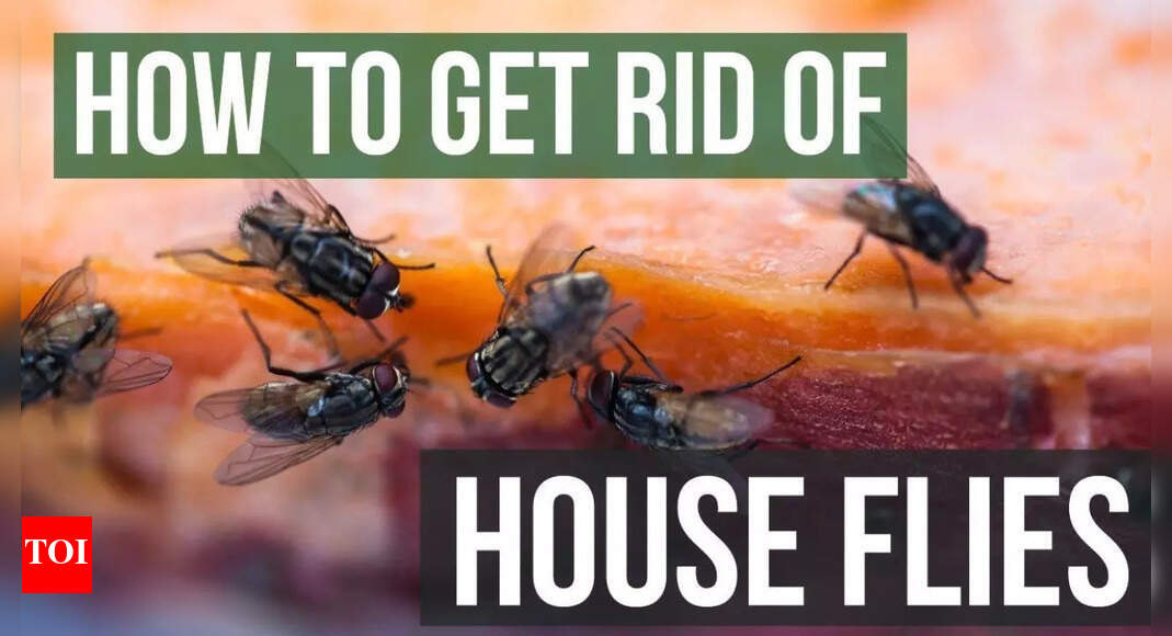 How to repel flies naturally from home: 6 smells they hate and ways to use them | – The Times of India