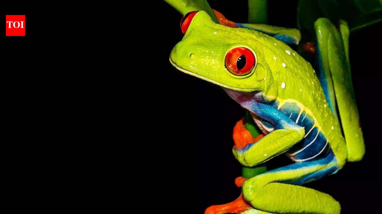 7 most colourful frog species in the world | The Times of India