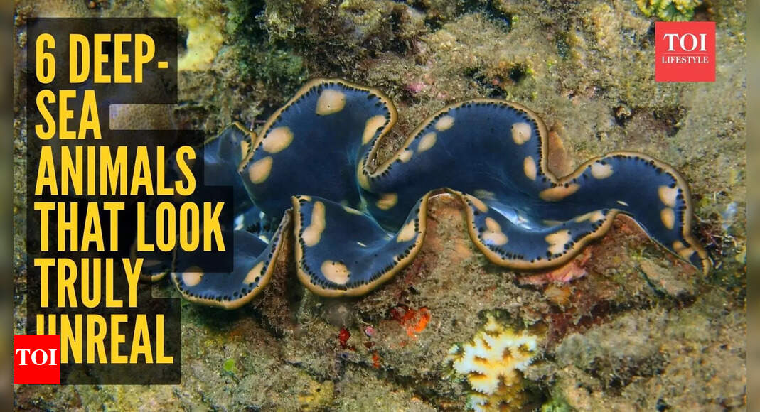 From dumbo octopus to goblin shark: 6 deep-sea animals that look truly unreal