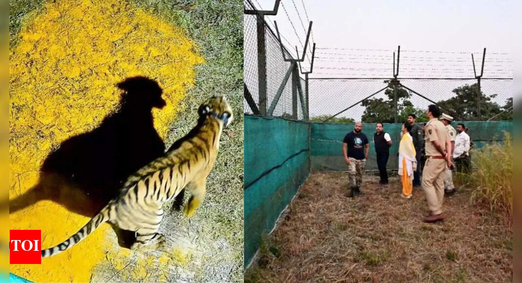 Tigress ‘Chanda’ renamed ‘Tara’ after 900km journey to Sahyadri Tiger Reserve