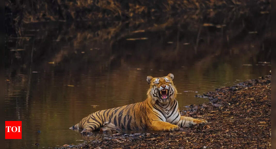 First Tadoba Tigress arrives in STR covering over 900 km distance