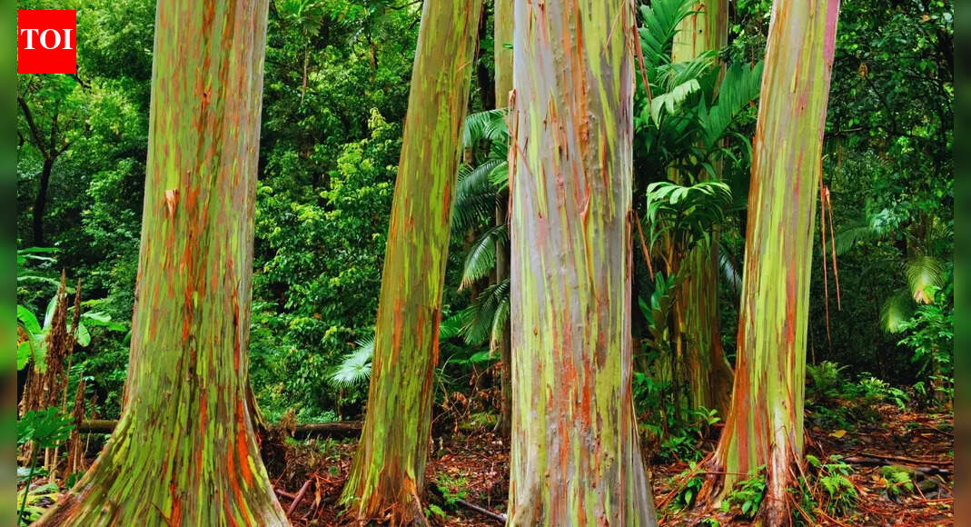 Rainbow Eucalyptus: The trees in this Philippine forest look straight ...