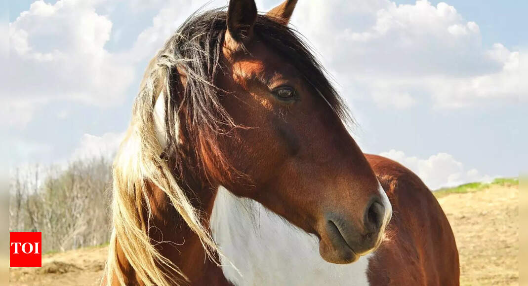 How horses can tell when you’re happy or sad by reading your facial expressions