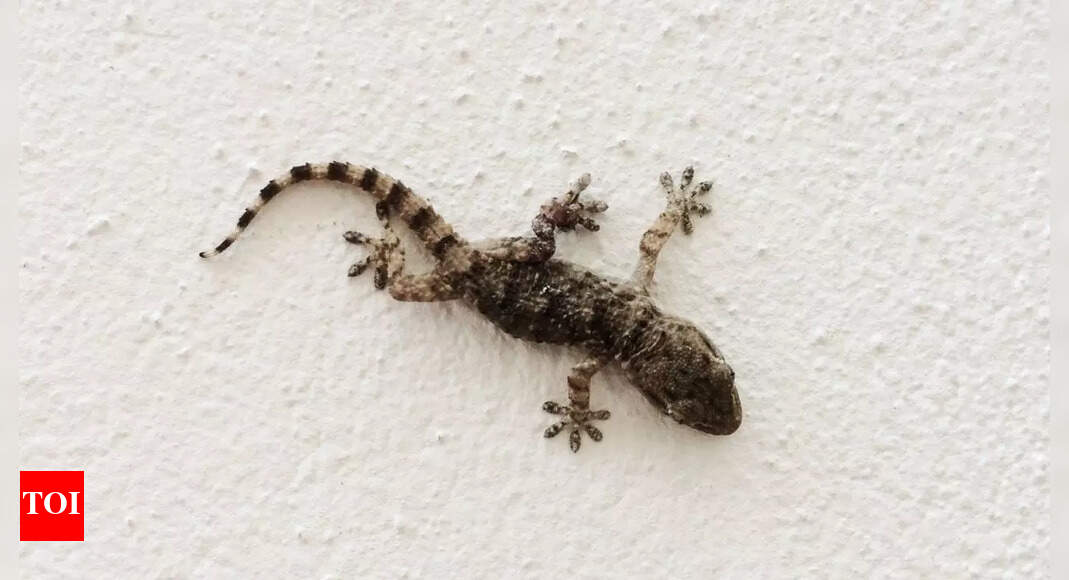 Where do house lizards lay their eggs: 10 hidden indoor spots you should check