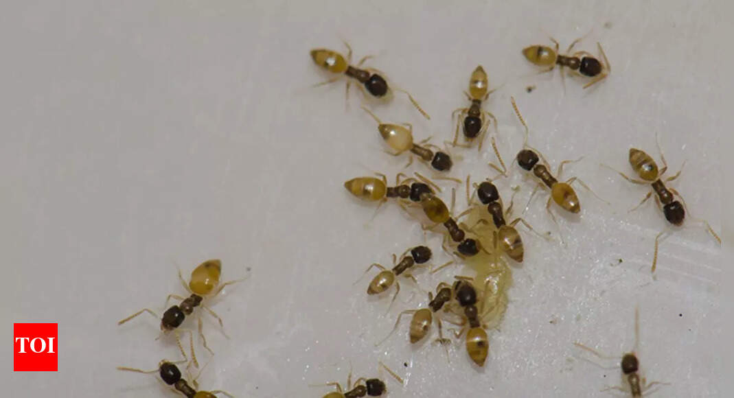World’s biggest ant colony: How Argentine ants built a 3,700-mile supercolony