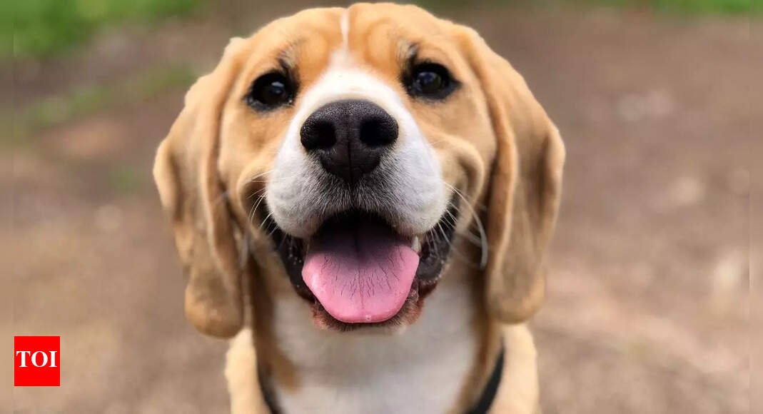 6 health conditions dogs can detect with their extraordinary sense of smell