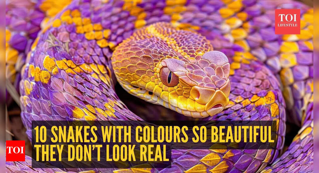 10 snakes with colours so beautiful they don’t look real