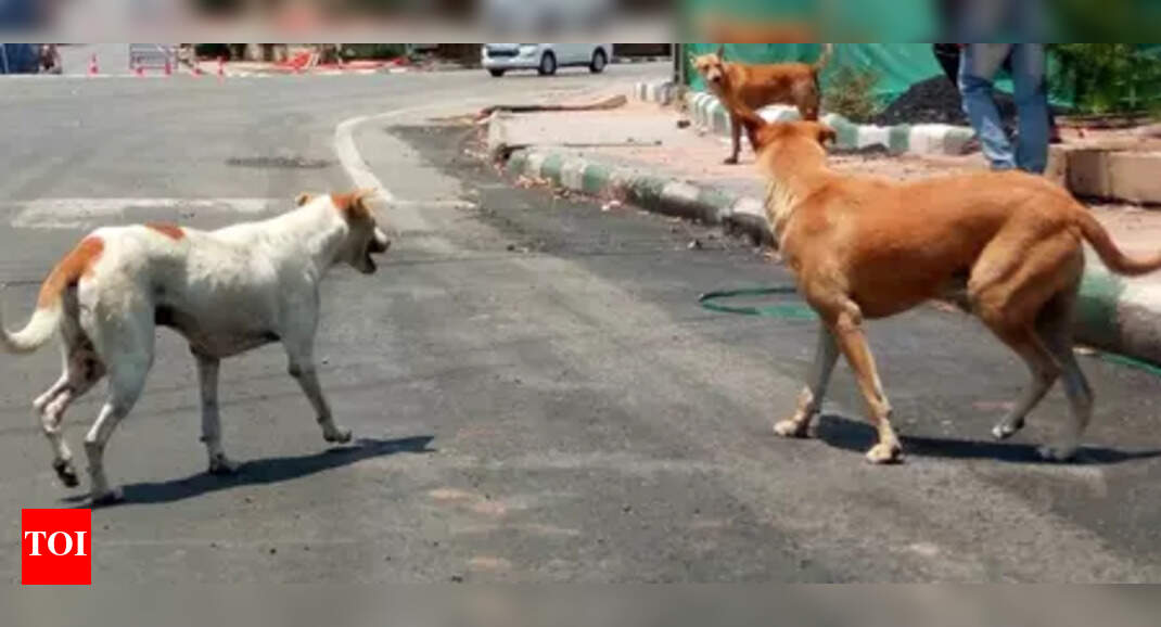 Mumbai: 1,000-dog Mulund shelter planned to house strays