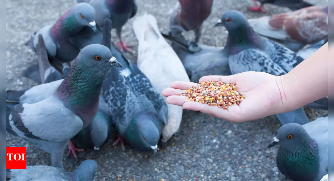 Stop feeding pigeons unknowingly: 5 natural hacks to keep them off your balcony fast