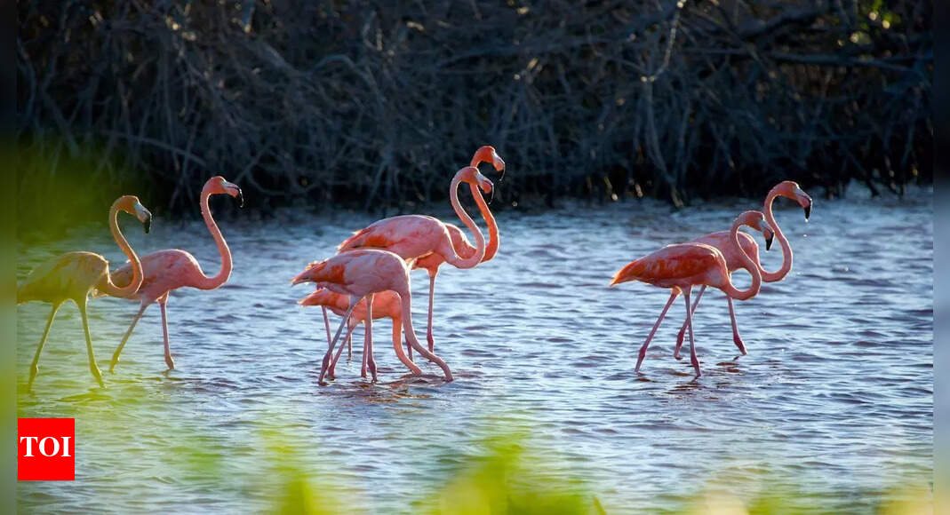 Why are flamingos really so pink and why their colour can suddenly fade