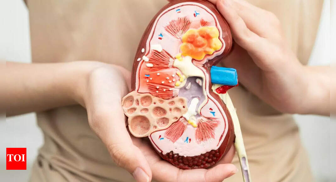 Kidney failure reversed without any drugs in mice – could humans be next?