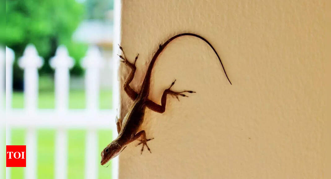 Why lizards hide in winter and how they survive freezing temperatures