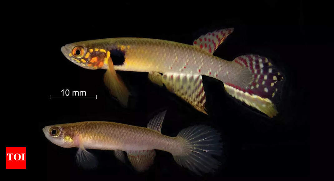 Rediscovery of Moema claudiae: A second chance for a “lost” fish species and its fragile Bolivian habitat