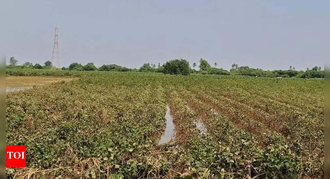 Preparations are underway to distribute RTC documents to farmers in Somwarpet