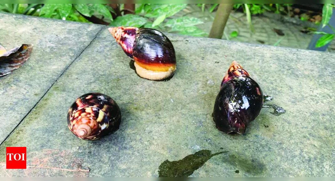 Agri dept to ascertain presence of giant African snails