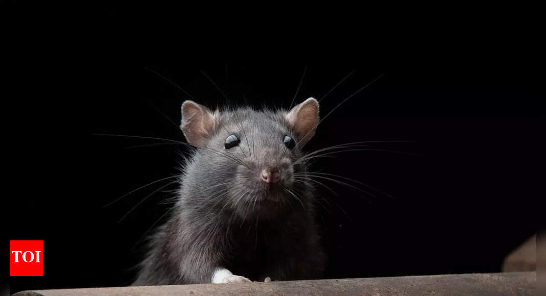 Bitten by a rat? Here is what says you should do in case of a rat bite