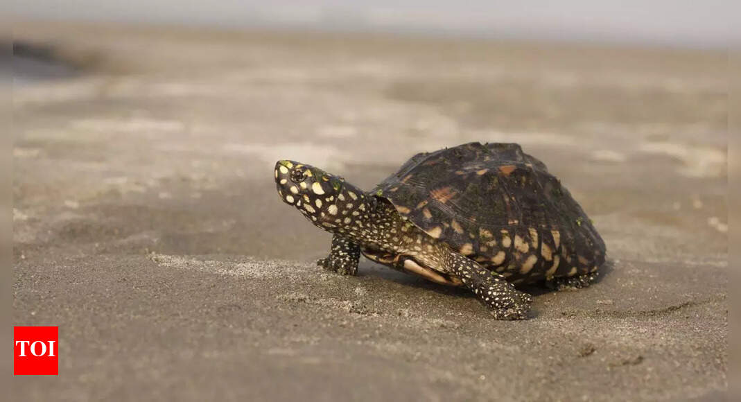 Coastal authority refuses to stay order against GTDC for Morjim beach damage