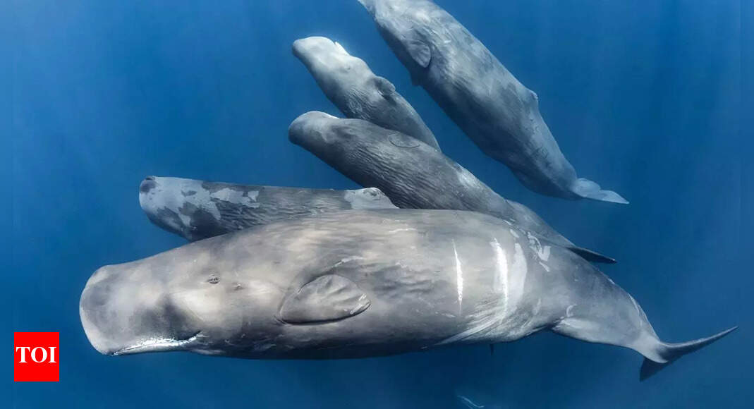 Sperm whales may have a human-like language: New study reveals vowel patterns in whale communication