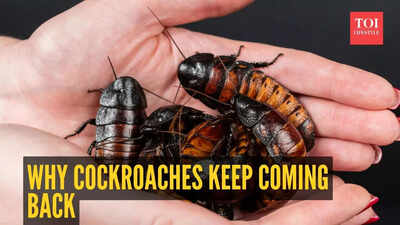 Why cockroaches keep coming back and how to finally get rid of them