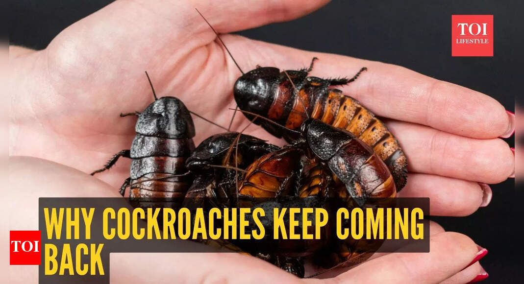 Why cockroaches keep coming back and how to finally get rid of them