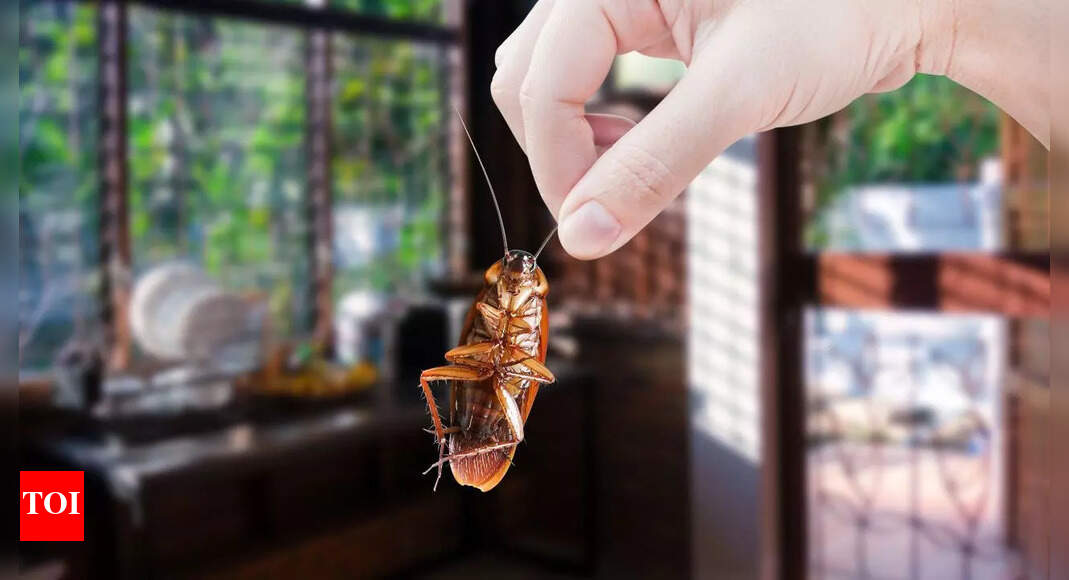 What if cockroaches vanished from the planet? Scientists warn of unexpected consequences