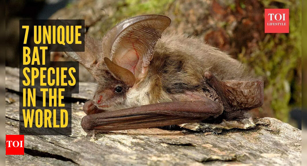 Why these 7 unique bat species are some of nature’s most important creatures