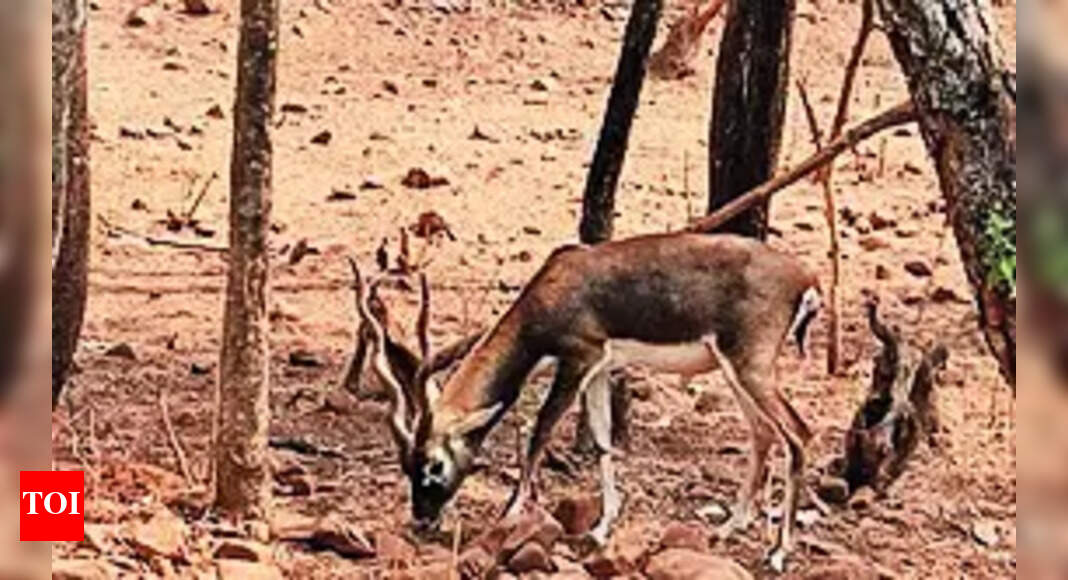 Karnataka: Blackbuck death toll rises to 31 at Belagavi mini zoo; probe on