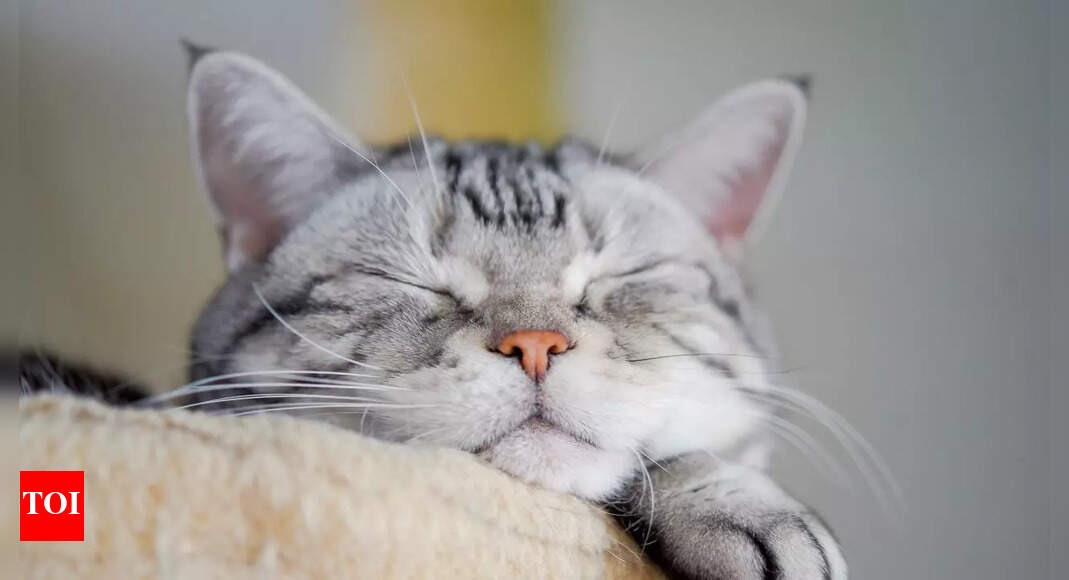 Why your cat sleeps all day: 7 surprising reasons for their endless naps and sleepy behaviour