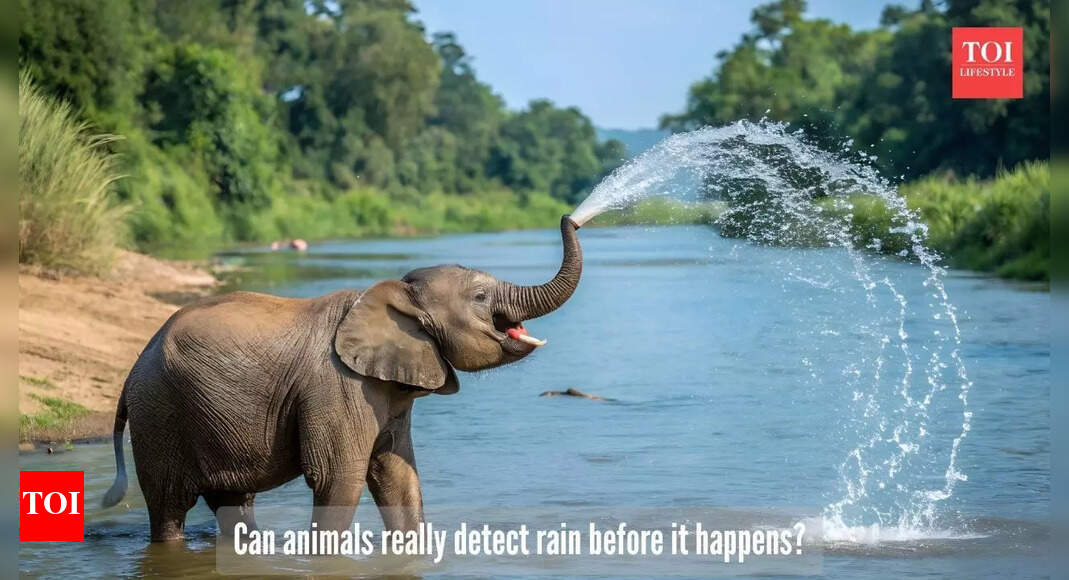 Nature's own rain detector: This animal can detect rain before it really falls