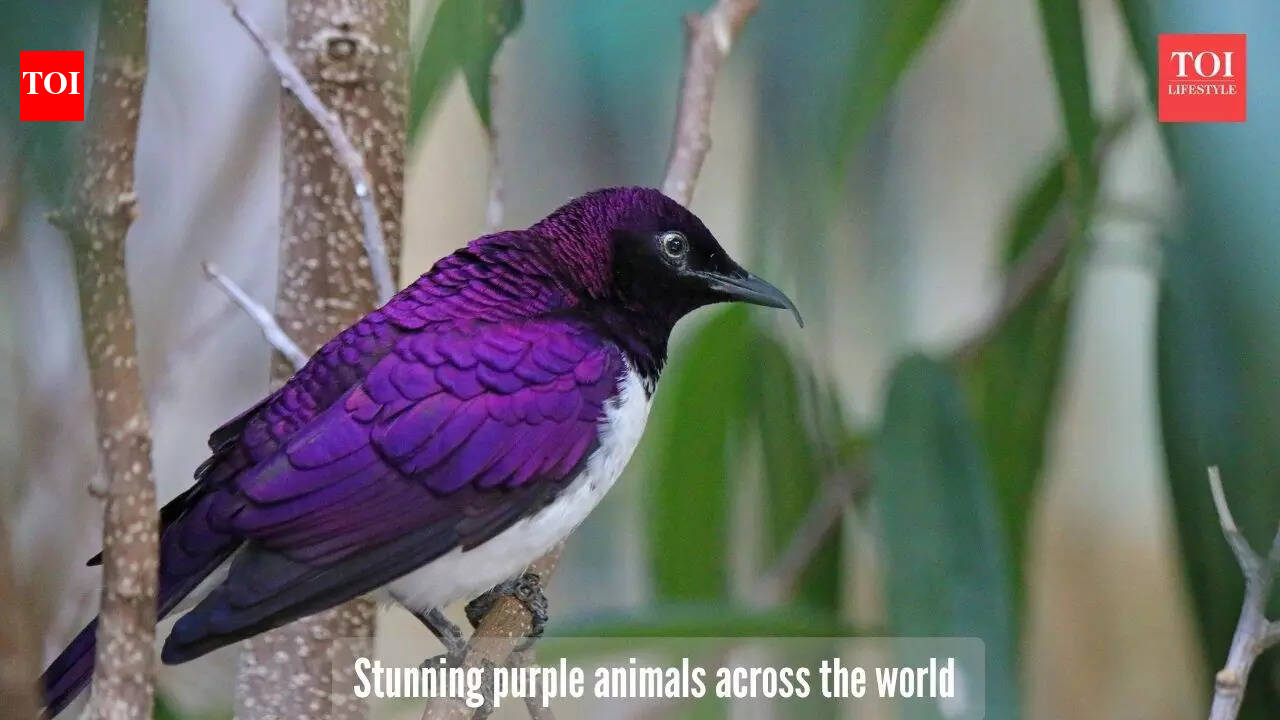 5 stunning purple coloured animals that seem to be painted by artists