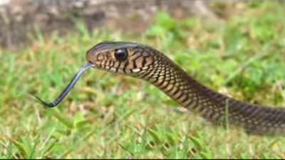 Snake rescued from Coimbatore collectorate