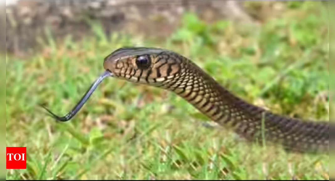 Snake rescued from Coimbatore collectorate