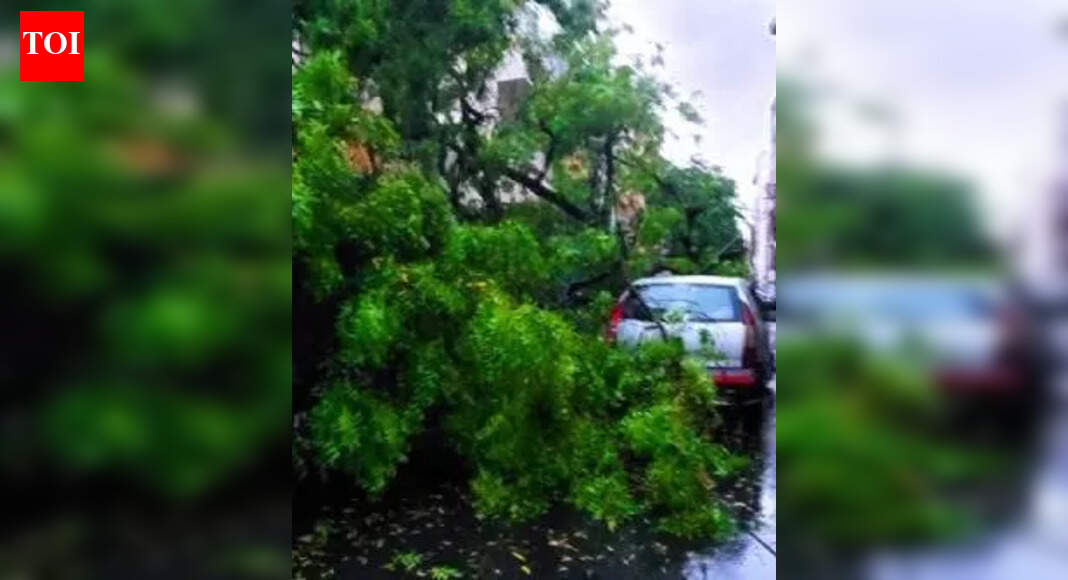 Alert authorities about dry tree branches in Bengaluru | Bengaluru News ...