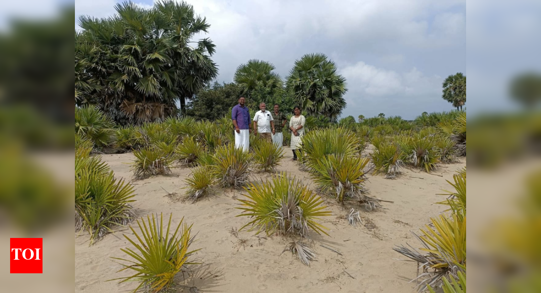 Nagapattinam’s Palm Wall: How a Village Planted 7 Lakh Palms to Fight Cyclones and Sea Erosion
