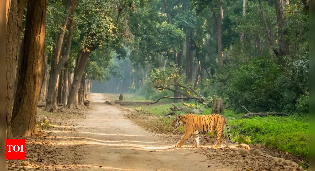 SC issues notice on 7-year stay in Corbett poaching case