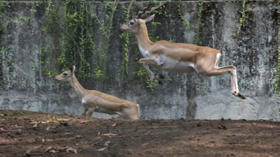  31 of 38 blackbucks dead as deadly infection ravages Belagavi zoo; biosecurity measures ordered statewide