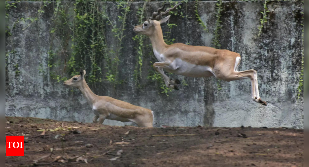 Karnataka wildlife crisis: 31 of 38 blackbucks dead as deadly infection ravages Belagavi zoo; biosecurity measures ordered statewide