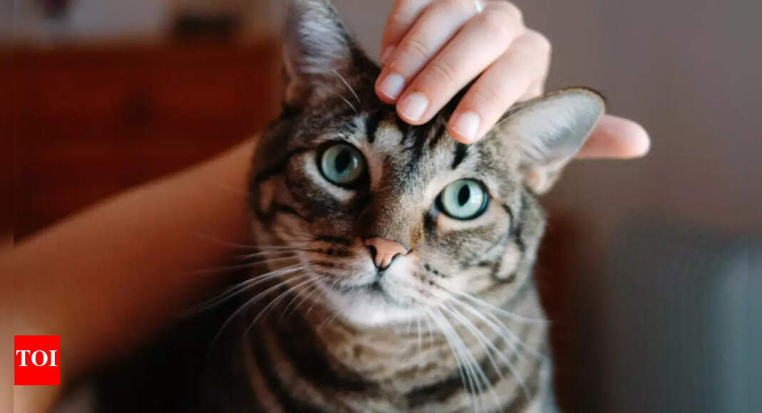 Petting a cat? It could double your risk of schizophrenia, research suggests