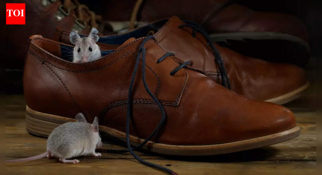 When rats and mice are most active: Why winter makes them more visible