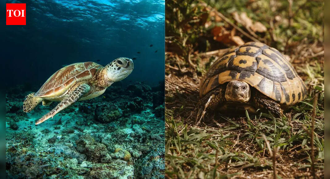 Turtles vs. tortoises: Difference in appearance, habitat, features and more
